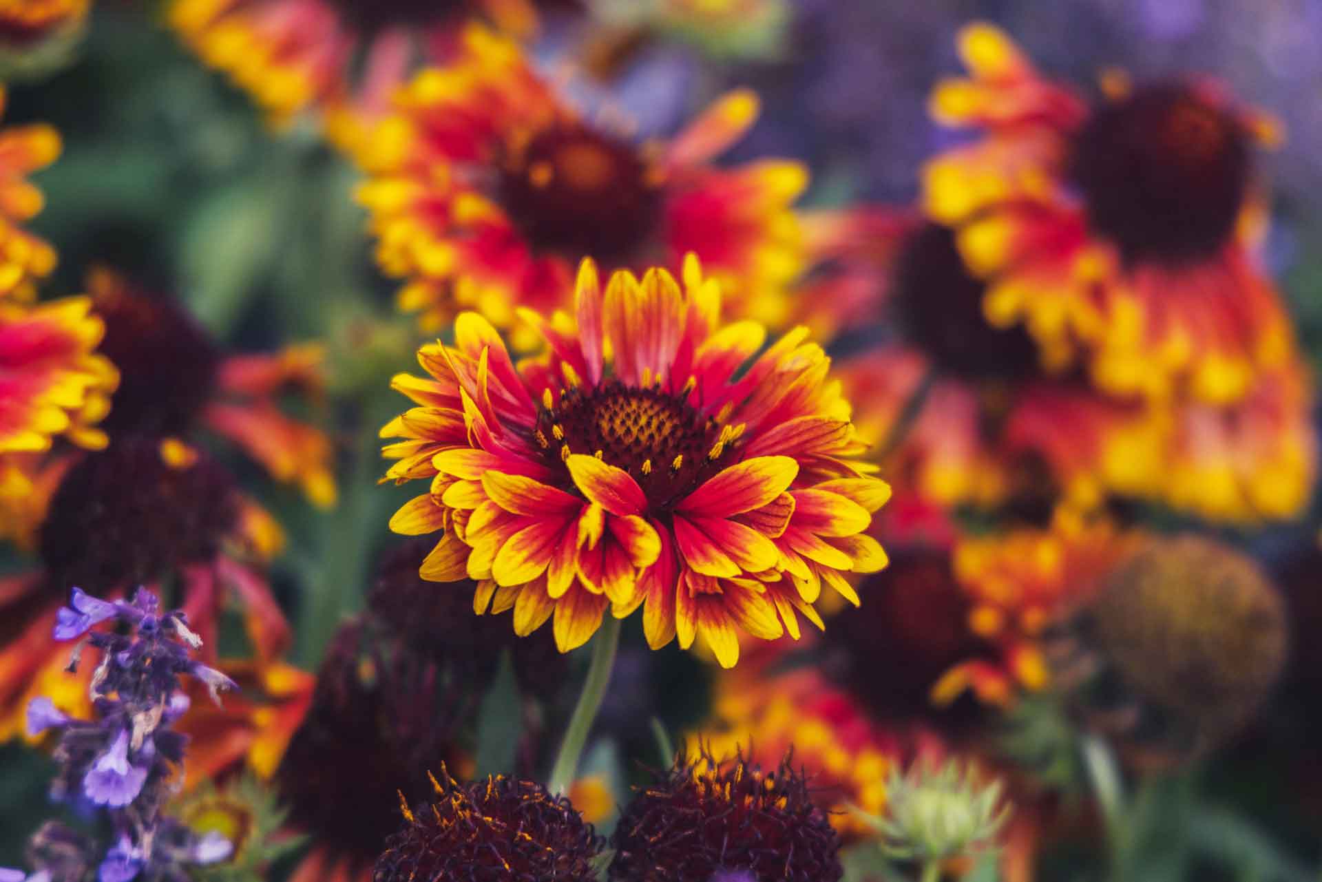 Blanket Flower Petitti Garden Centers