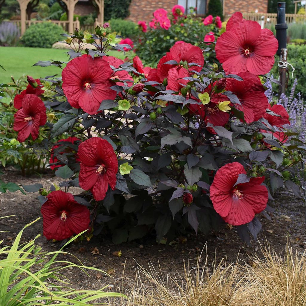 July and Aug Blooming Perennials Petitti Garden Centers