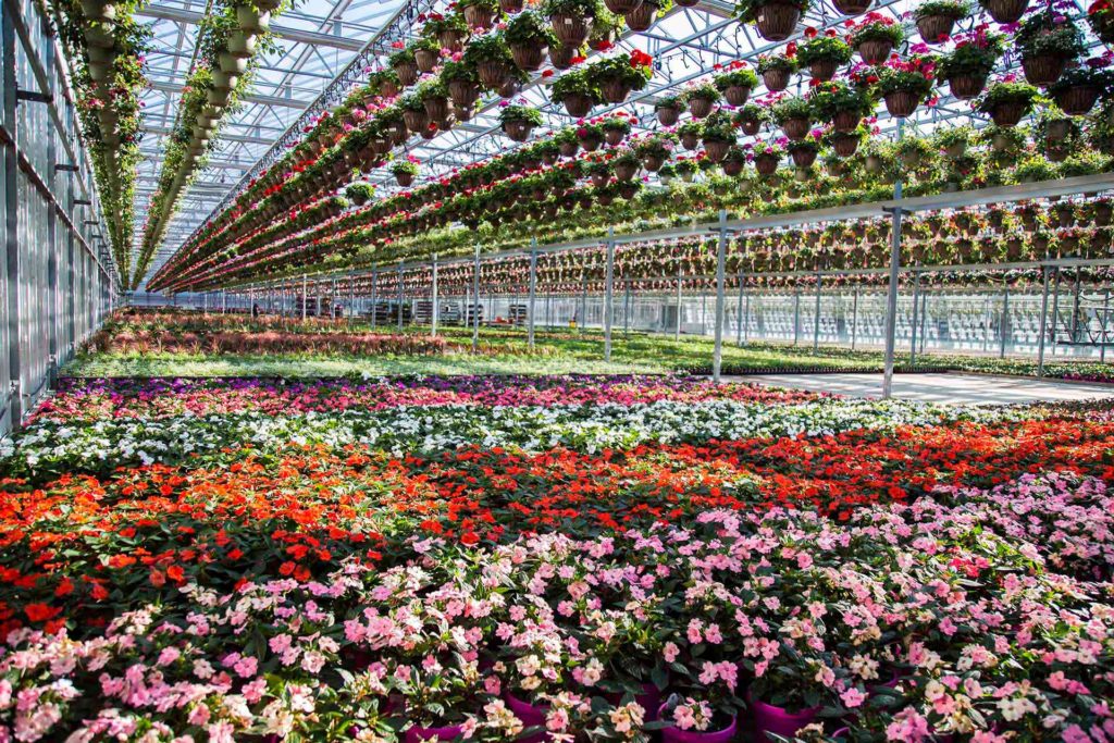 Best Local Garden Center | Petitti Garden Centers