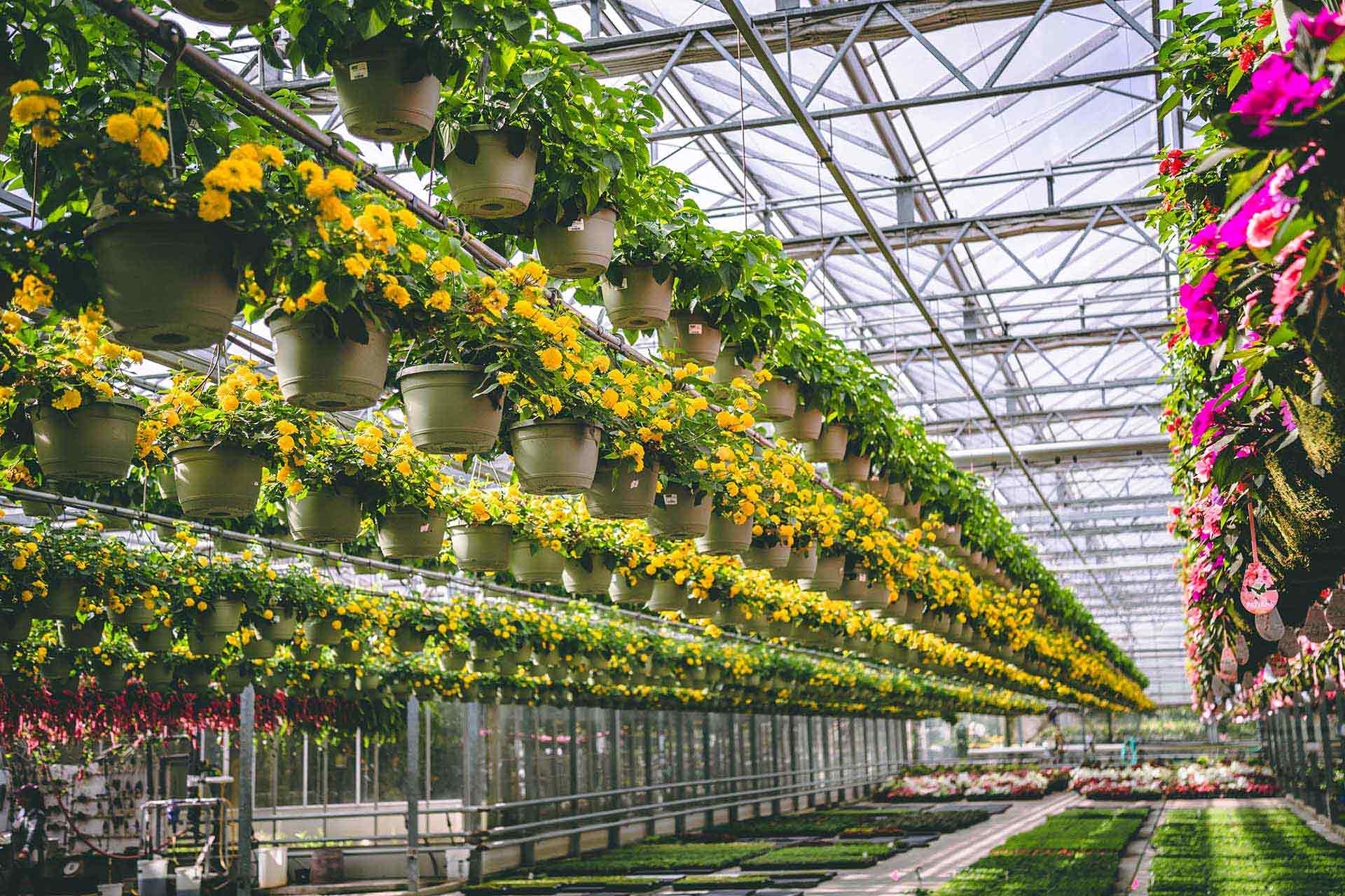 Best Local Garden Center | Petitti Garden Centers