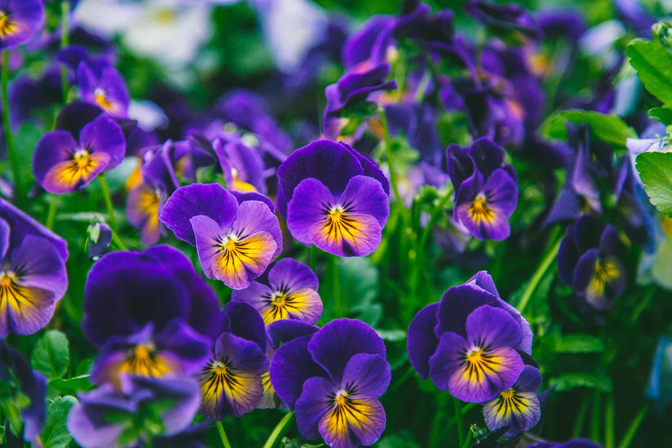 Viola, Perennial Petitti Garden Centers