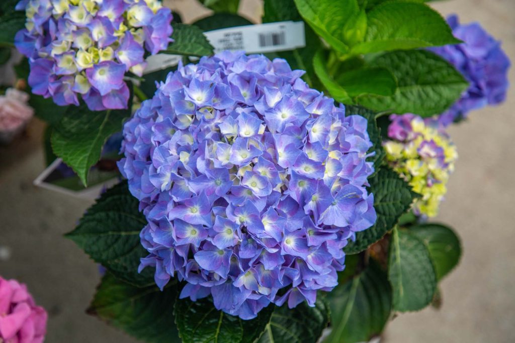 Mophead Hydrangea, Lacecap Hydrangea, Mountain Hydrangea Petitti
