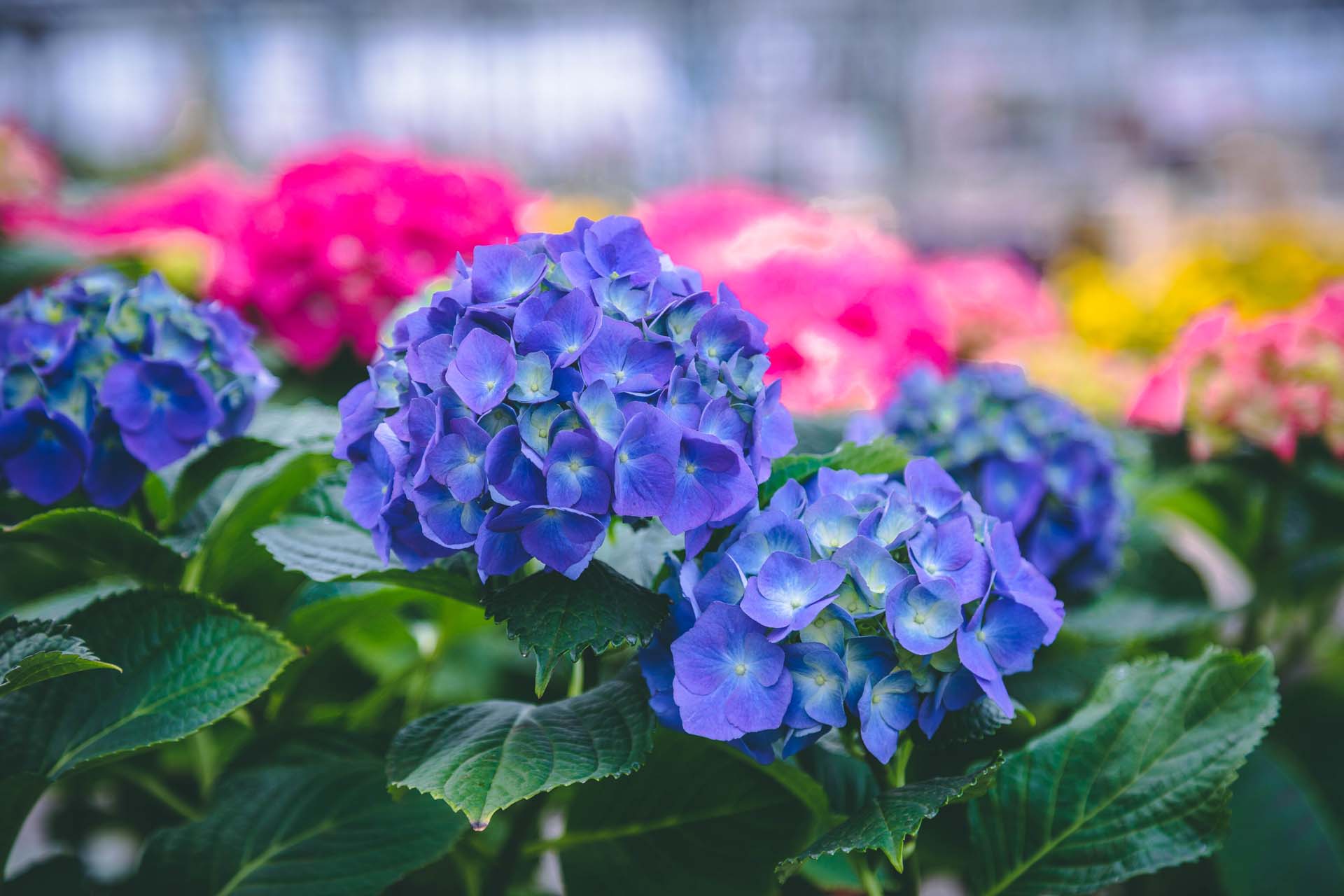Florist Hydrangea, Forced Hydrangea Petitti Garden Centers