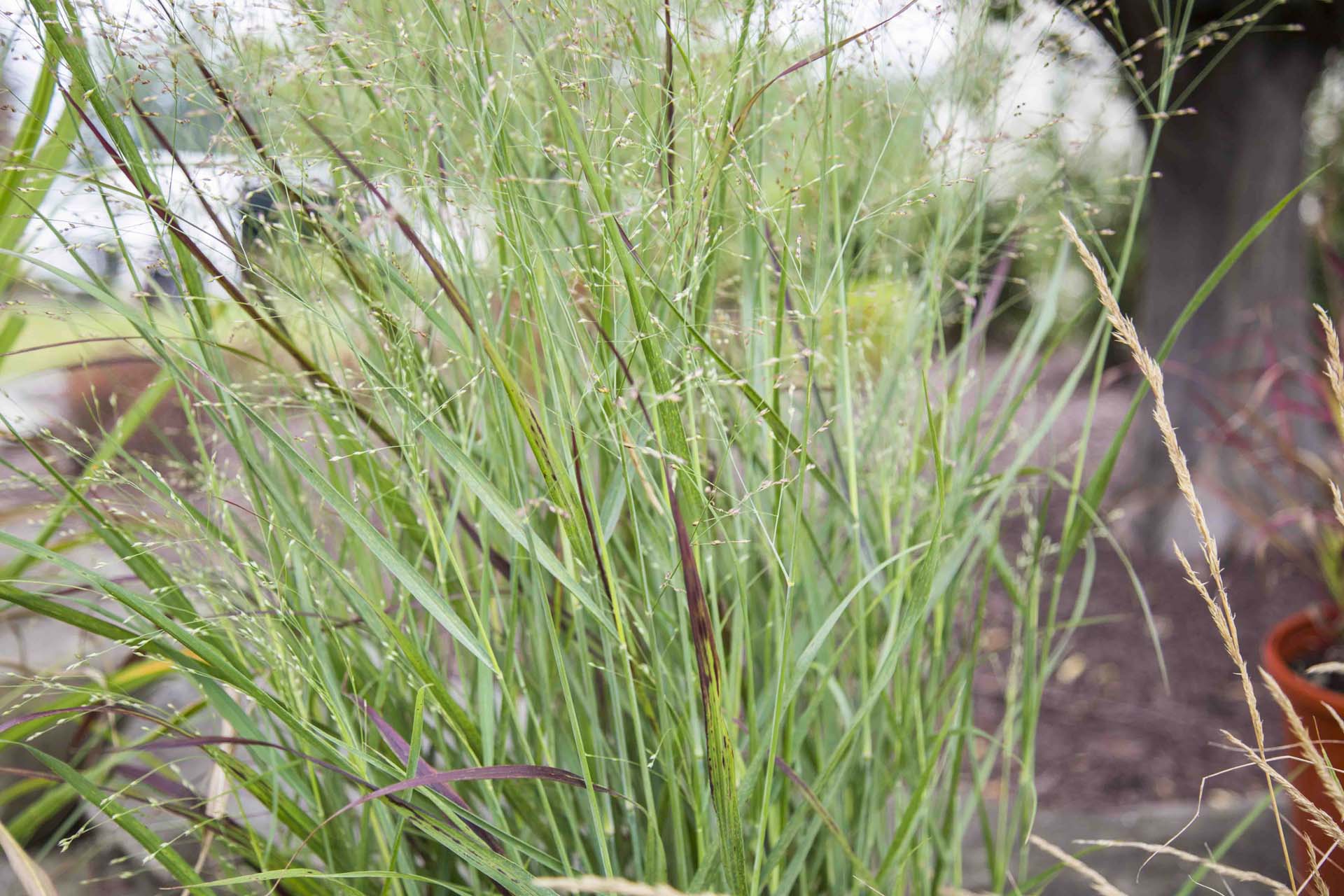 Switch Grass Petitti Garden Centers