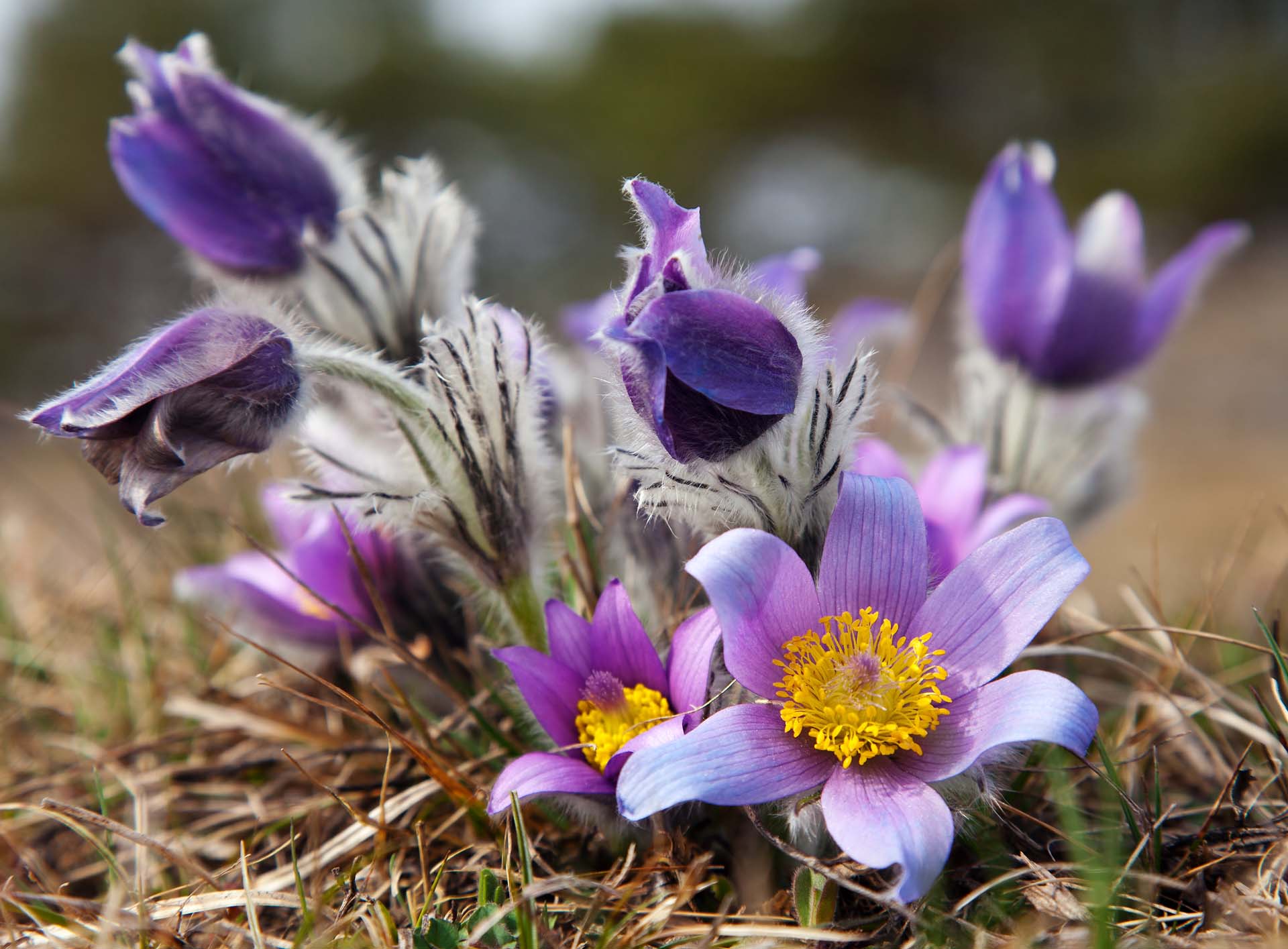 Pasque Flower Petitti Garden Centers