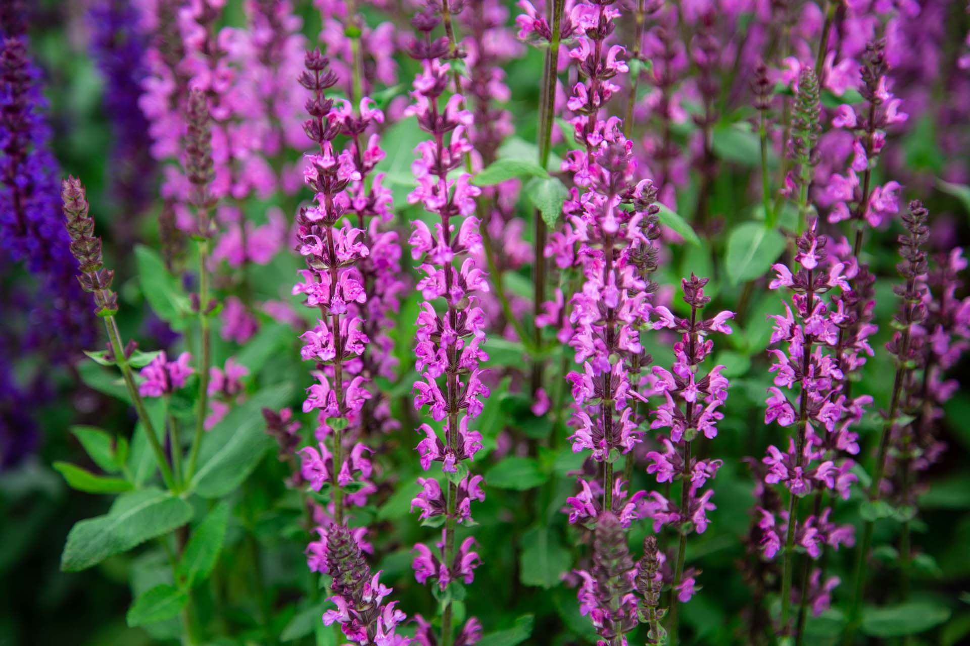 Meadow Sage Petitti Garden Centers