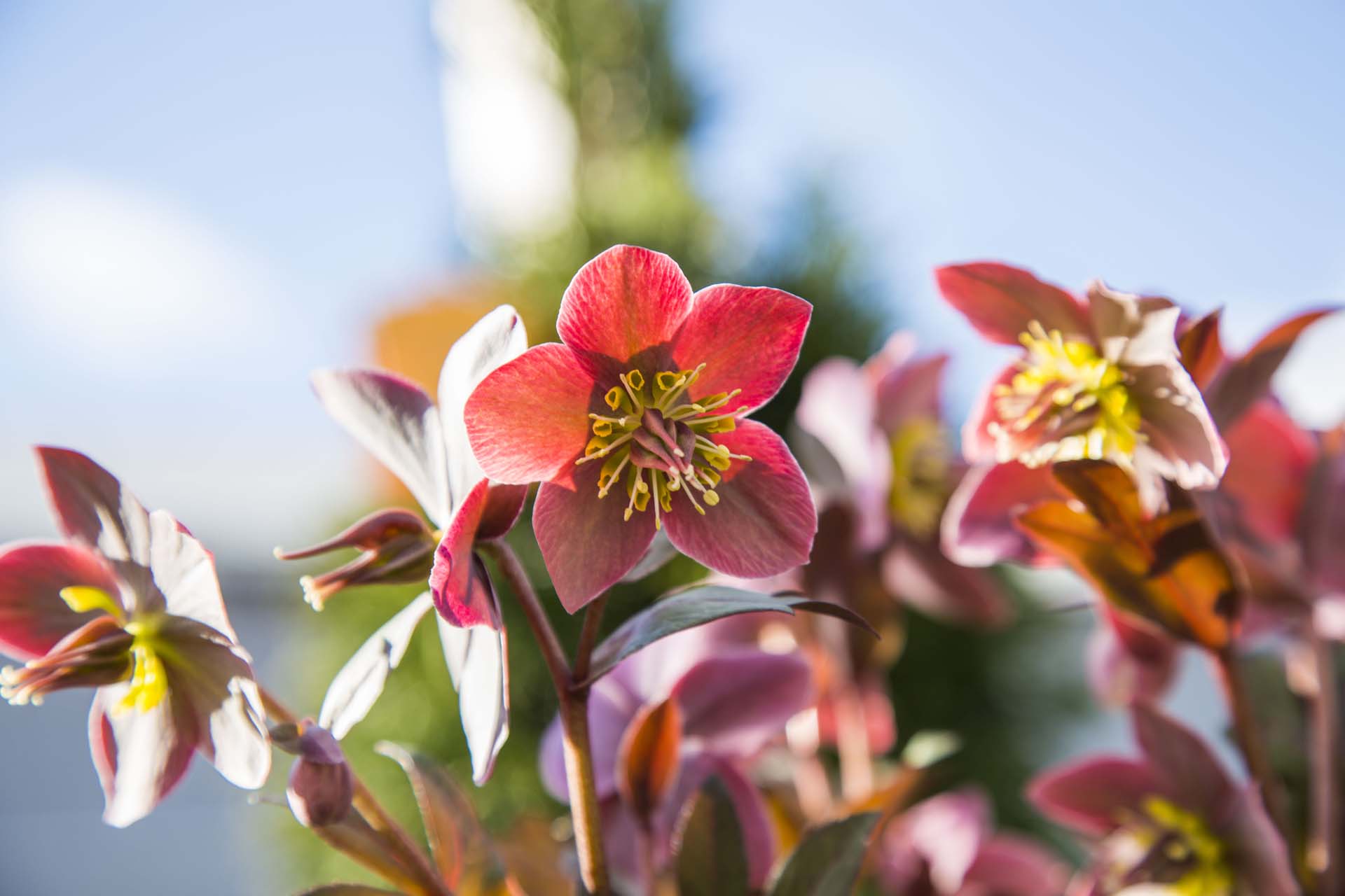 Lenten Rose Petitti Garden Centers