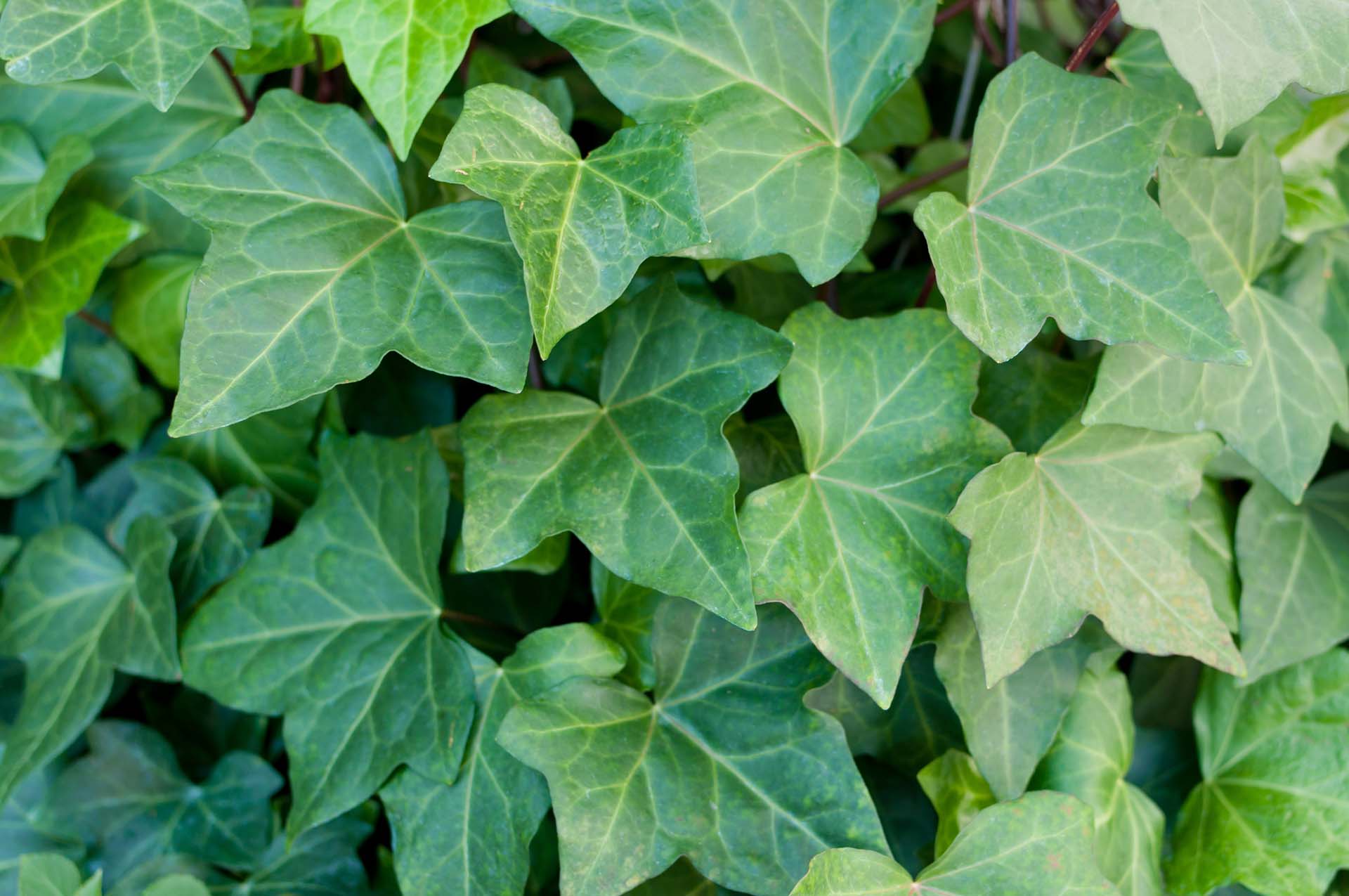 Perennial English Ivy Petitti Garden Centers