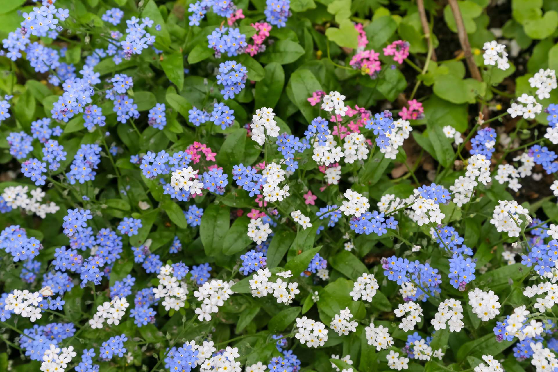 Forget-Me-Not | Petitti Garden Centers