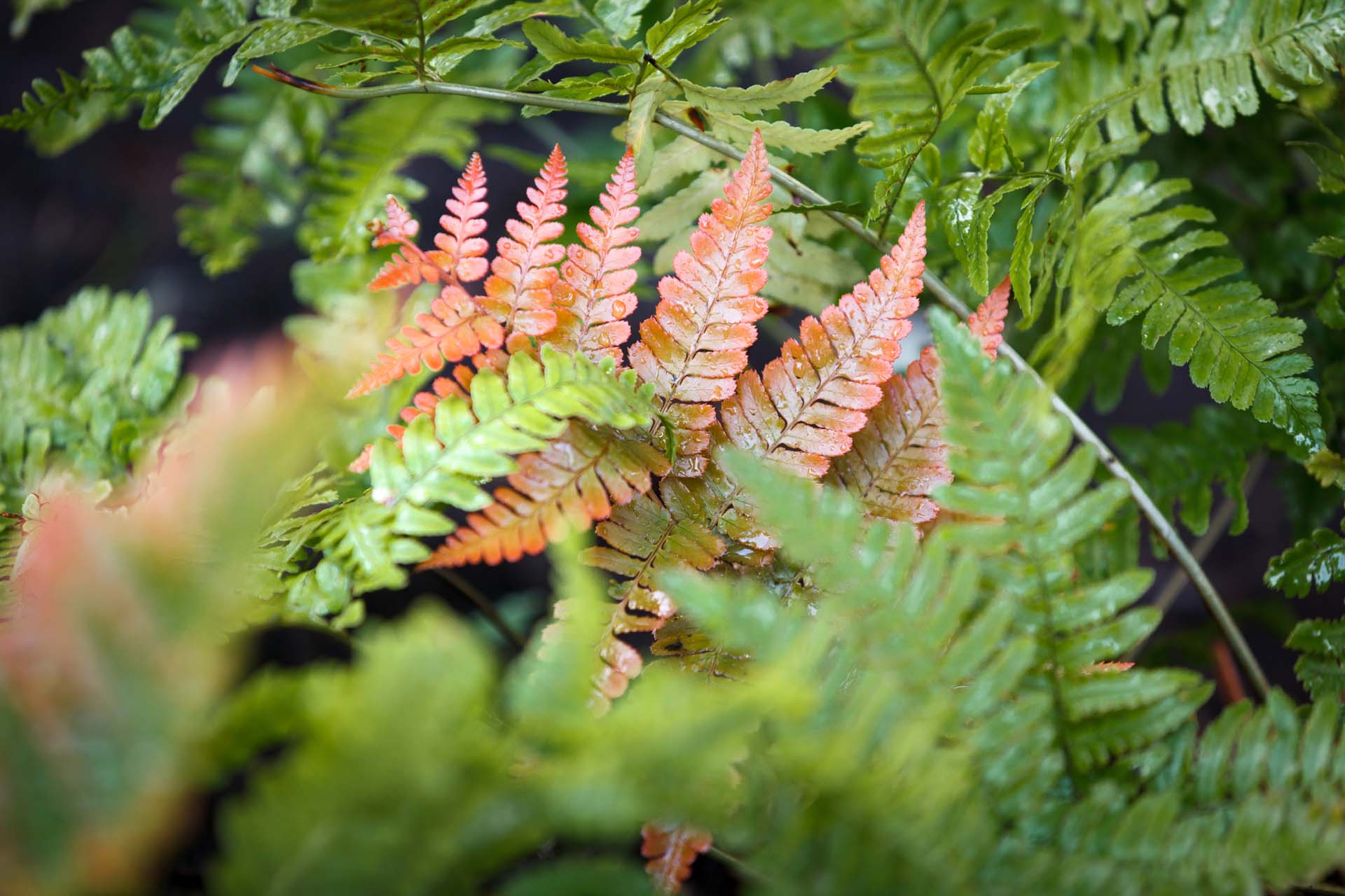 Perennial Ferns Petitti Garden Centers