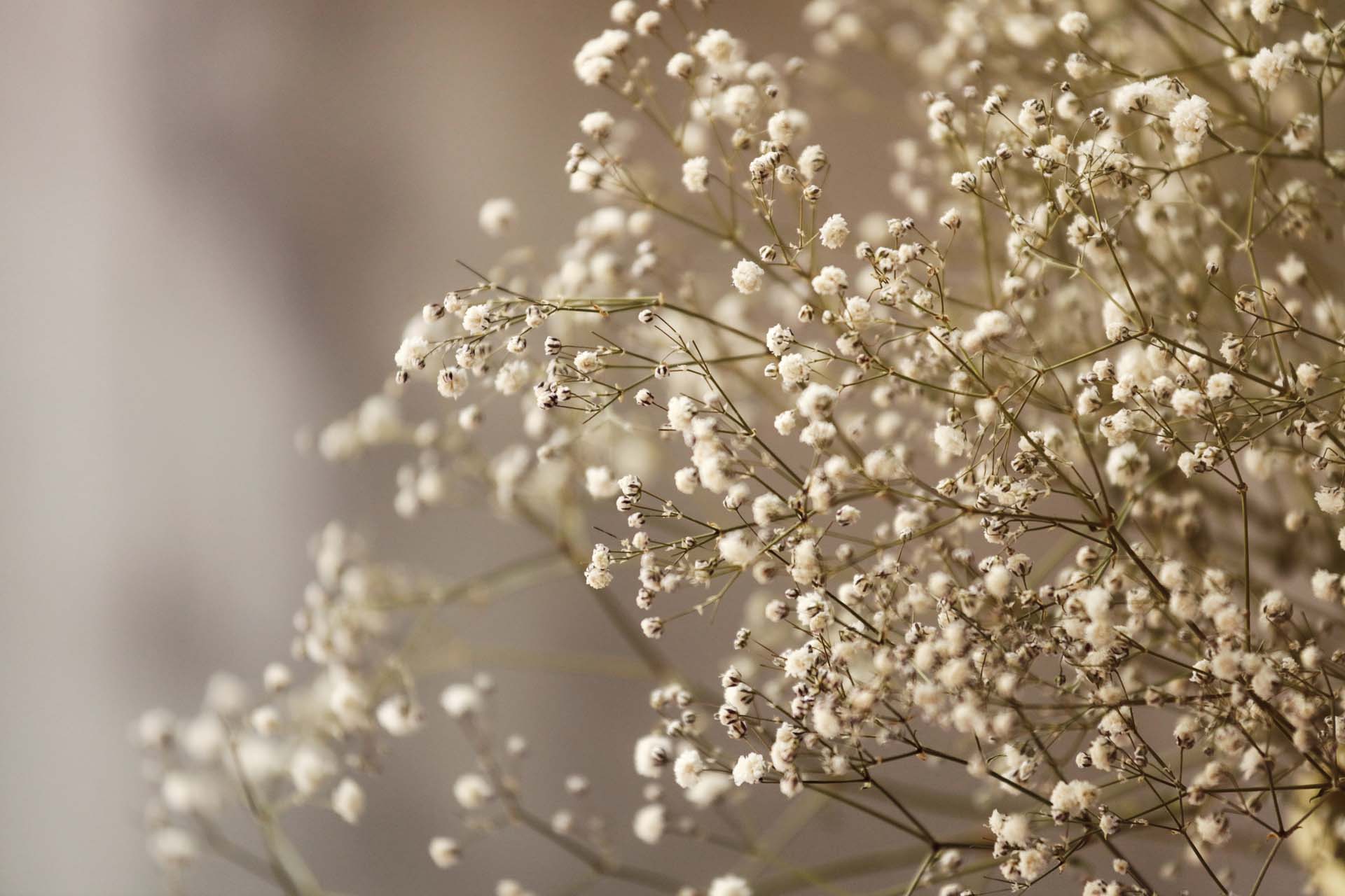 Baby’s Breath Petitti Garden Centers