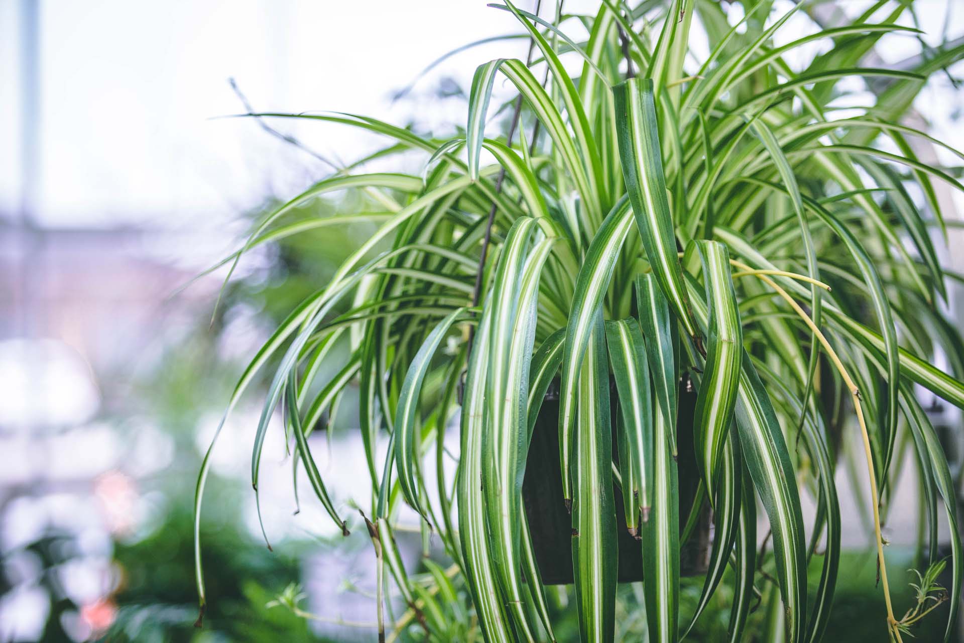 Spider plant indoor companions