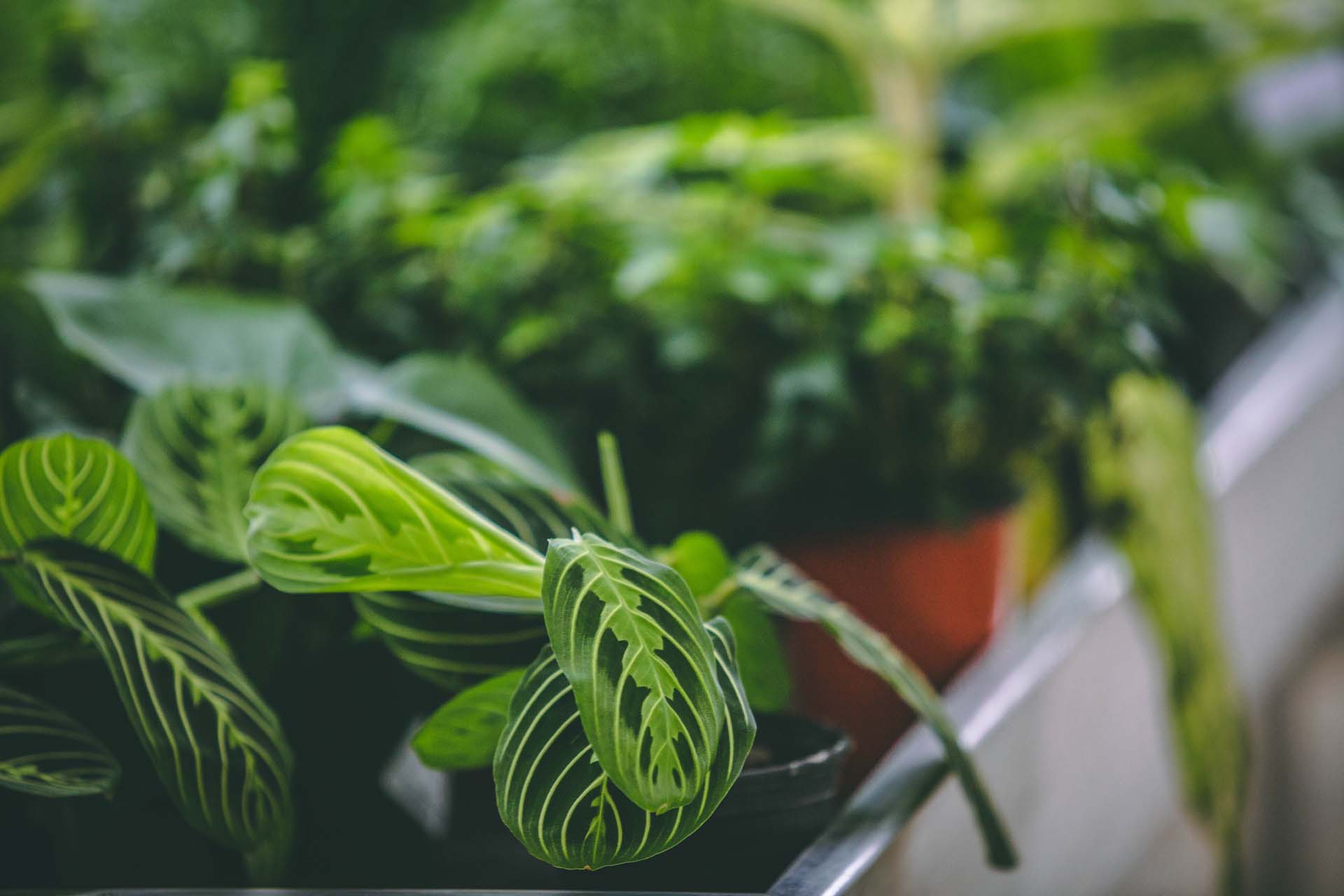 Prayer Plant Petitti Garden Centers