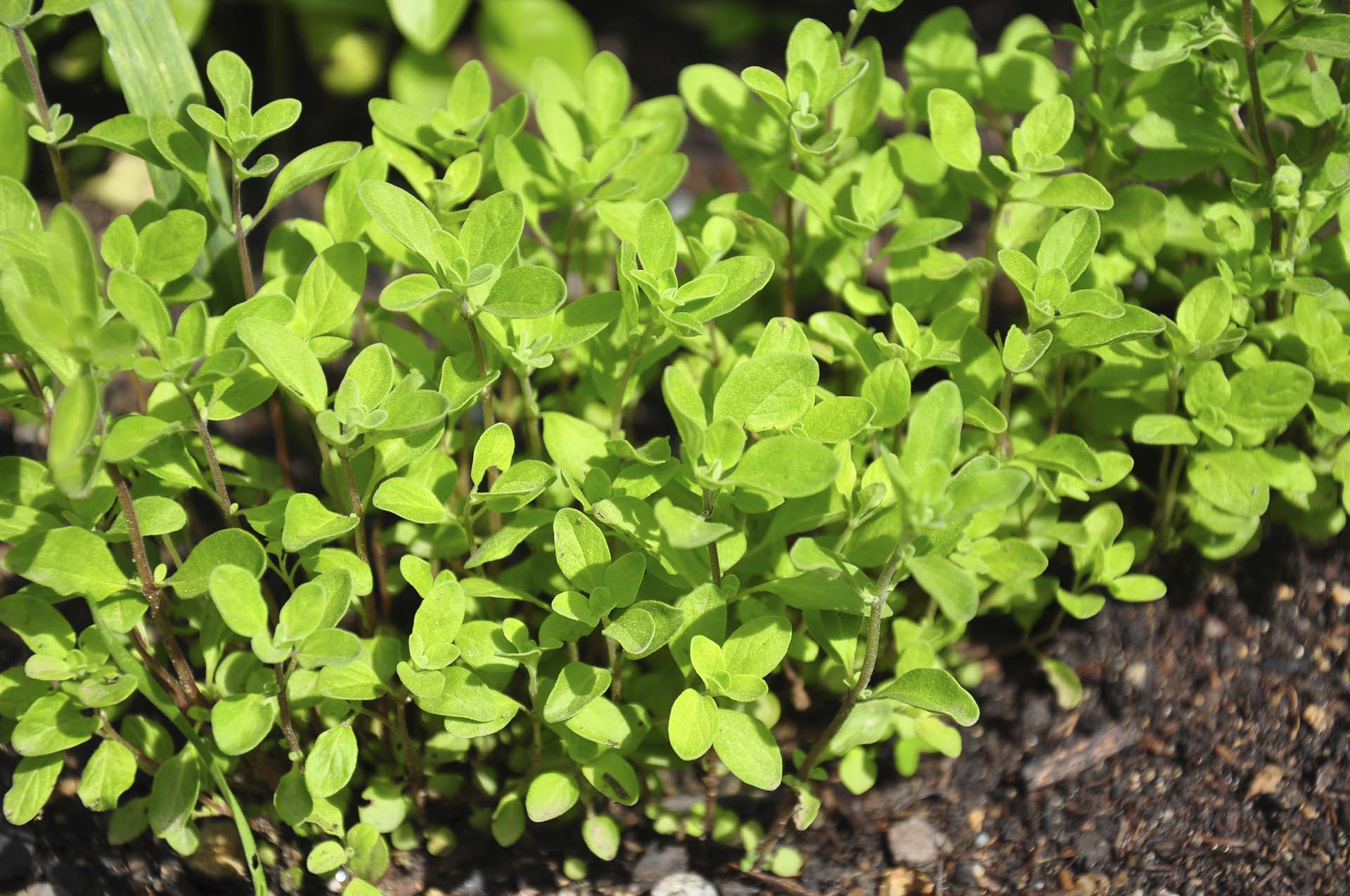 Golden Marjoram Petitti Garden Centers