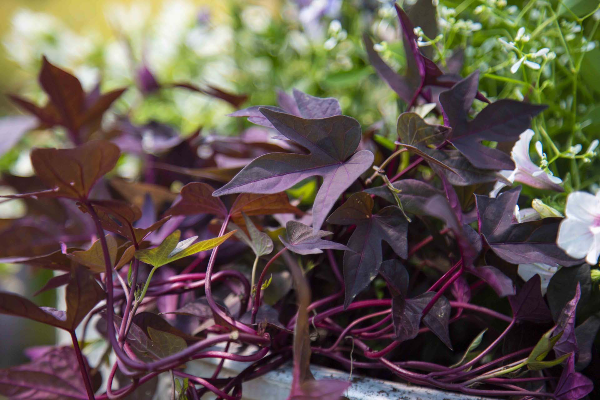 Sweet Potato Vine | Petitti Garden Centers