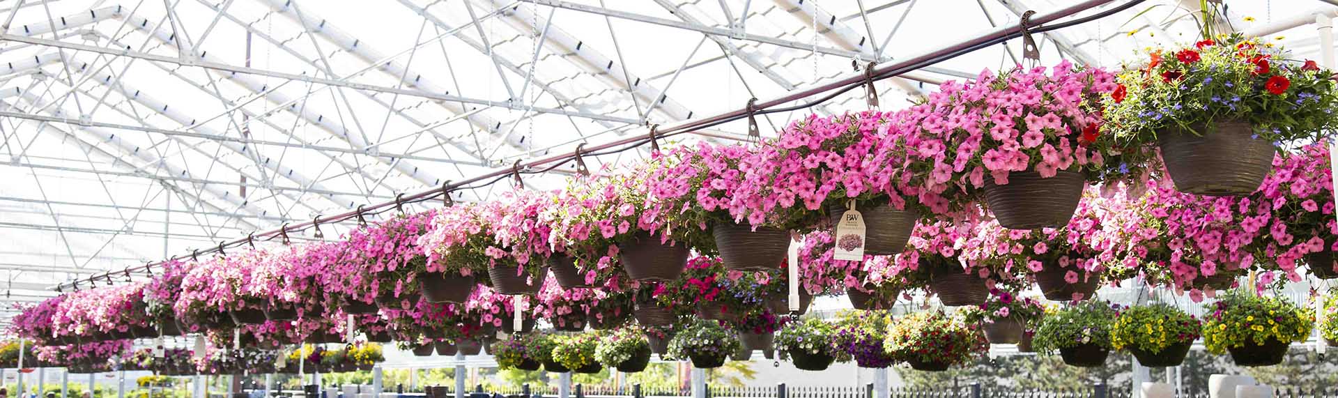 Annual Flowers Hanging Baskets Petitti Garden Centers