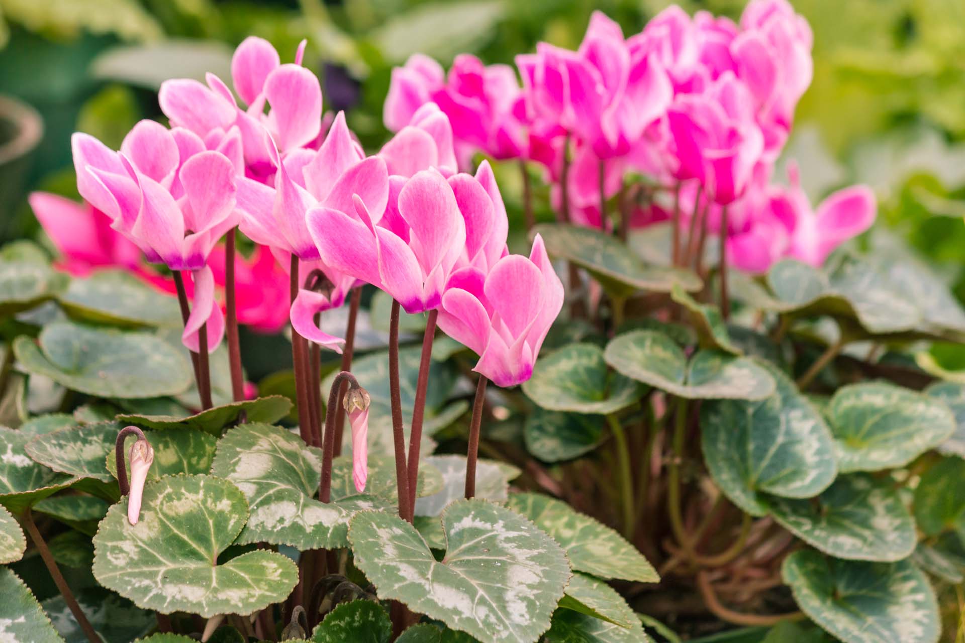 Springtime Primrose & Cyclamen | Petitti Garden Centers