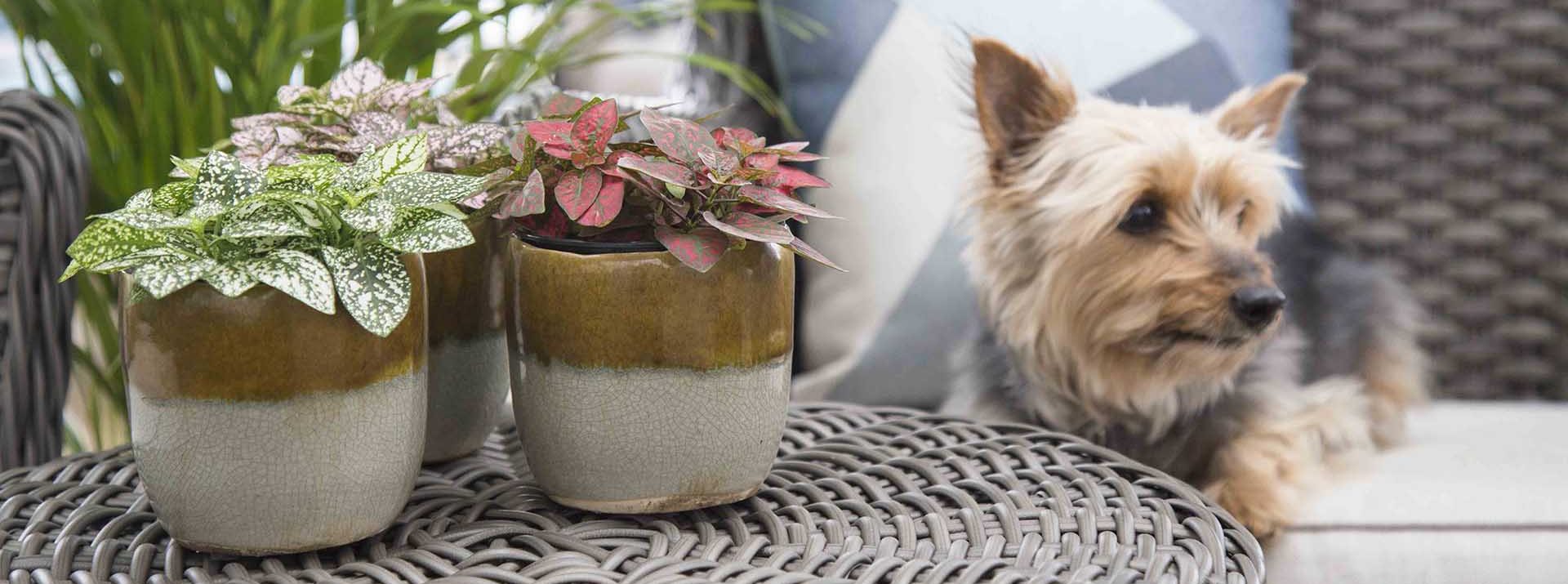 pachira aquatica poisonous to dogs