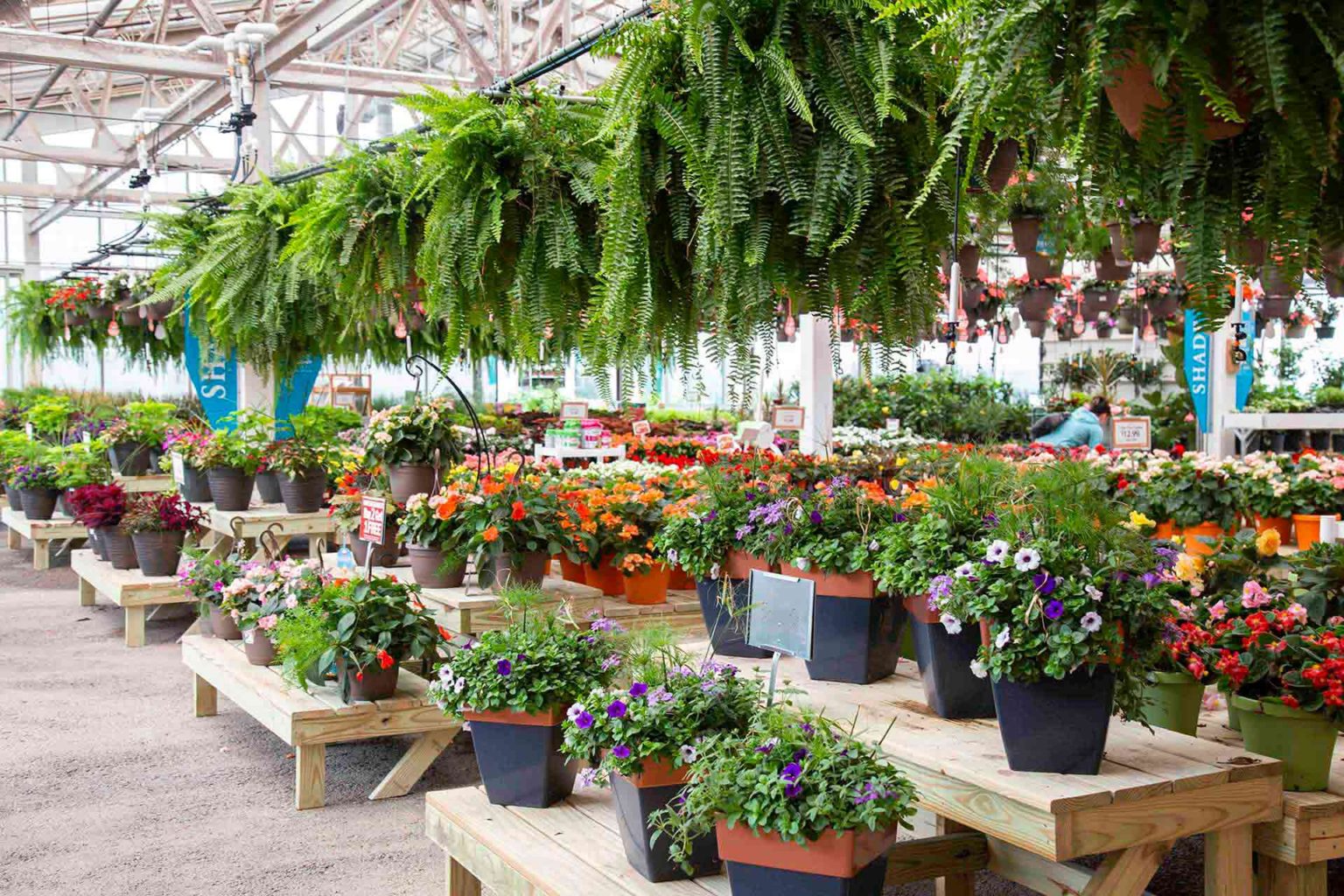 Growing Native Plants Petitti Garden Centers