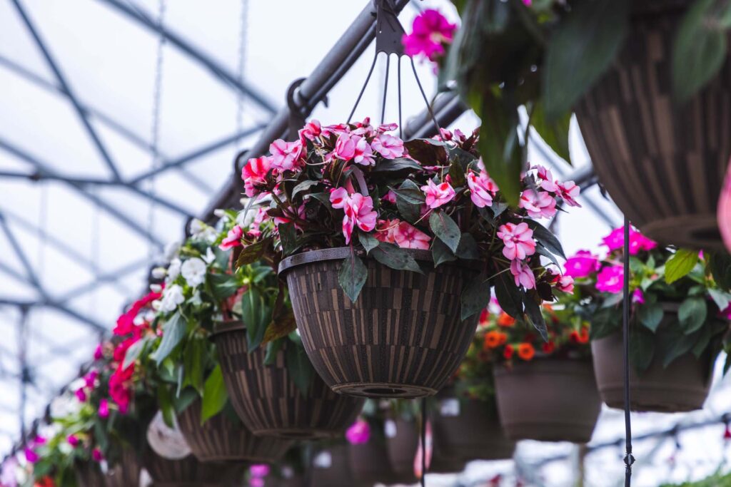 Annual Flowers Hanging Baskets Petitti Garden Centers