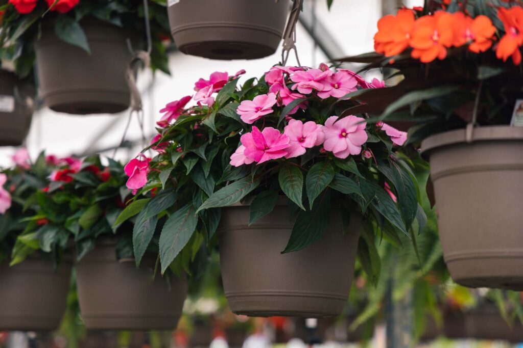 Annual Flowers Hanging Baskets Petitti Garden Centers