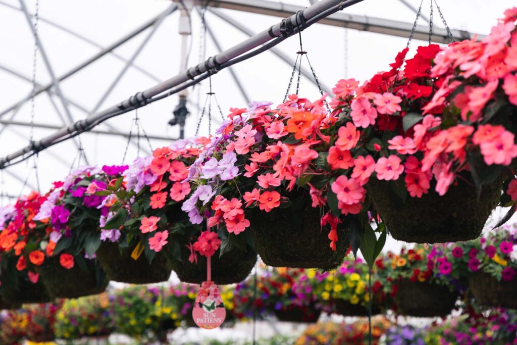 Annual Flowers Hanging Baskets Petitti Garden Centers