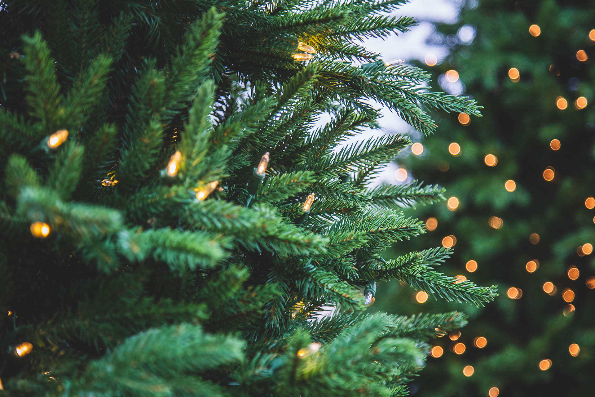 LifeLike Christmas Trees Petitti Garden Centers