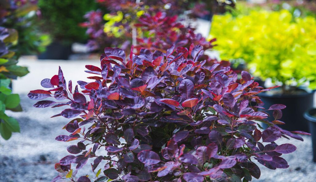 Is it okay to cut back smoke bush in December? Petitti Garden