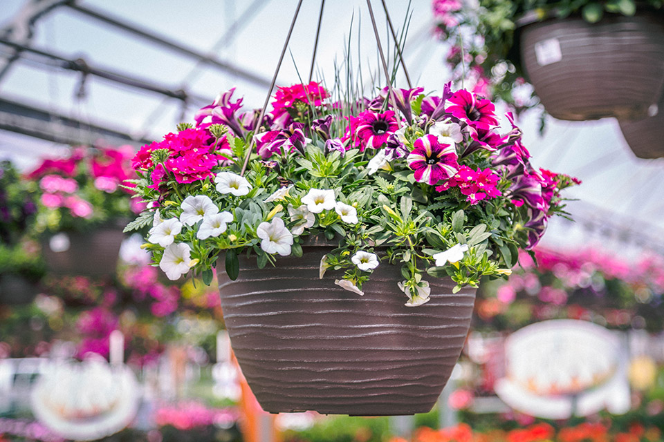 Annual Flowers Hanging Baskets Petitti Garden Centers