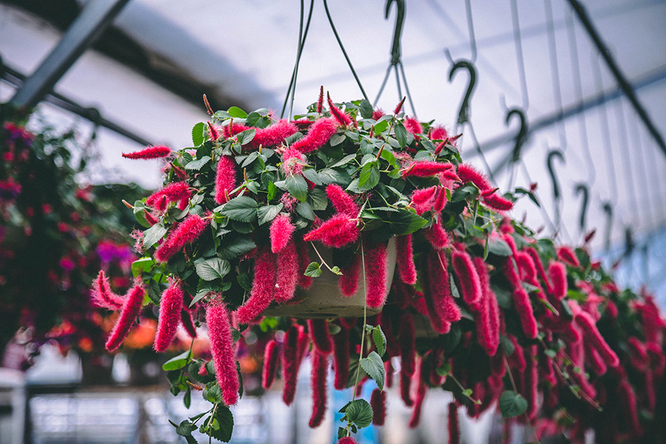 Annual Flowers Hanging Baskets Petitti Garden Centers