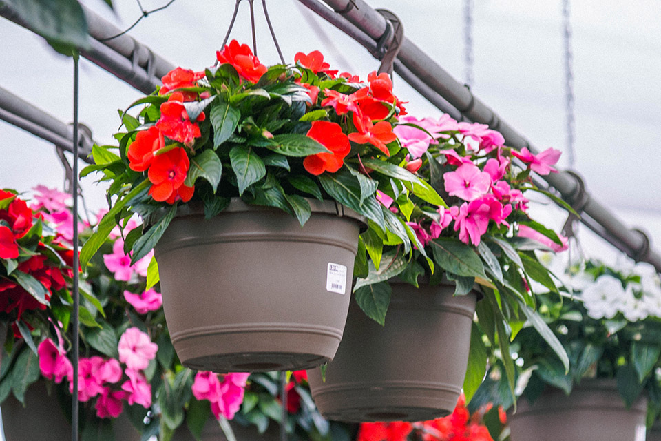 Annual Flowers Hanging Baskets Petitti Garden Centers