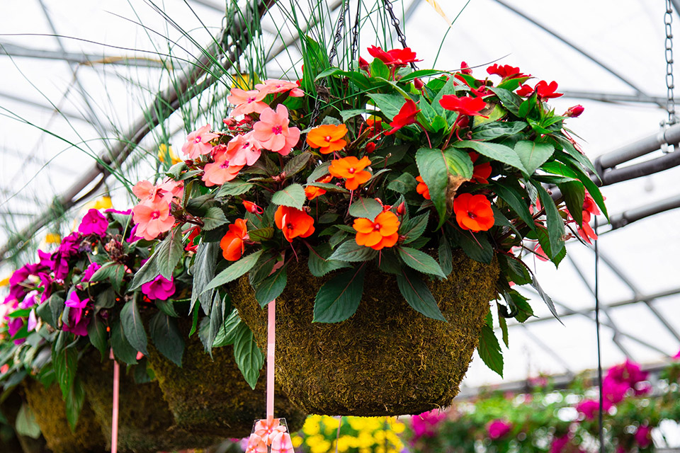 Annual Flowers Hanging Baskets Petitti Garden Centers