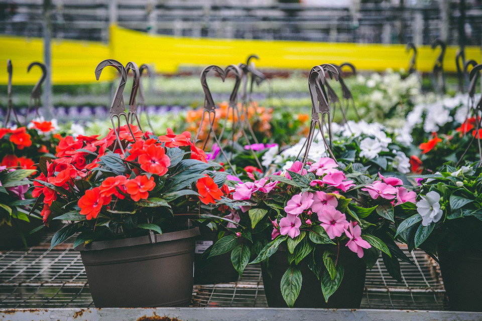 Annual Flowers Hanging Baskets Petitti Garden Centers