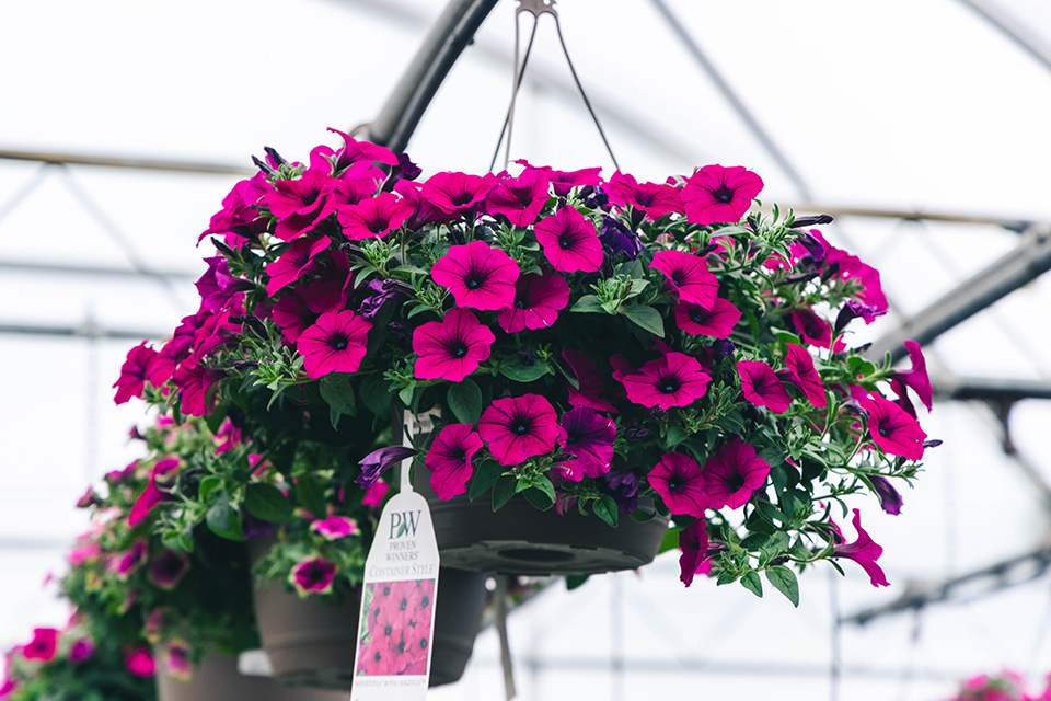 Secret to Planting Your Hanging Baskets Petitti Garden Centers