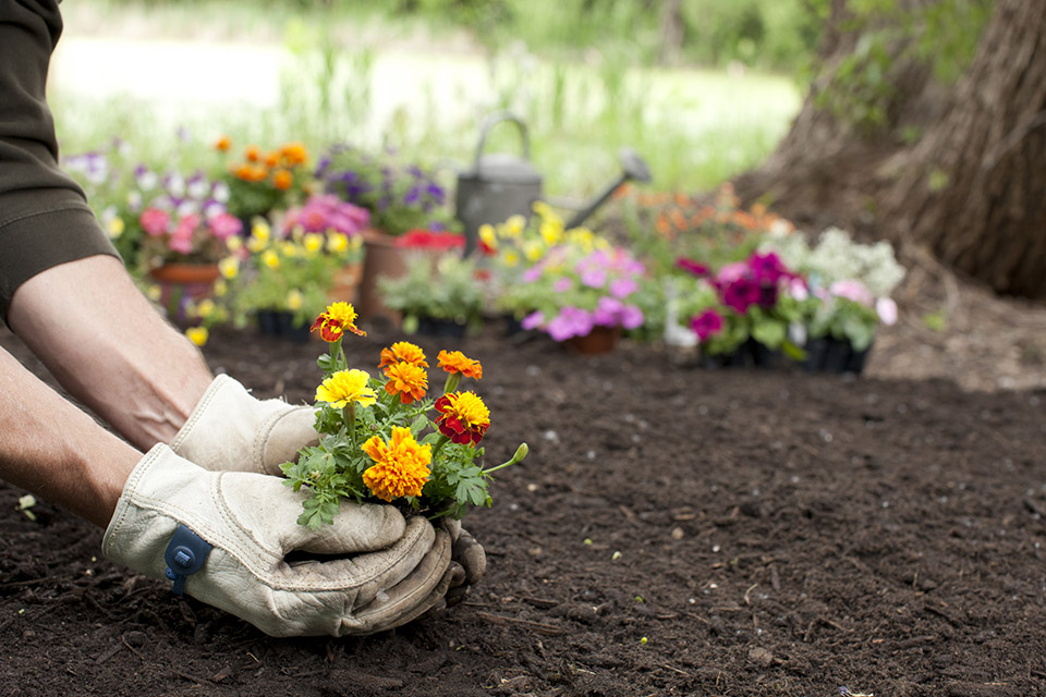 Is it safe to plant Annuals now? Petitti Garden Centers