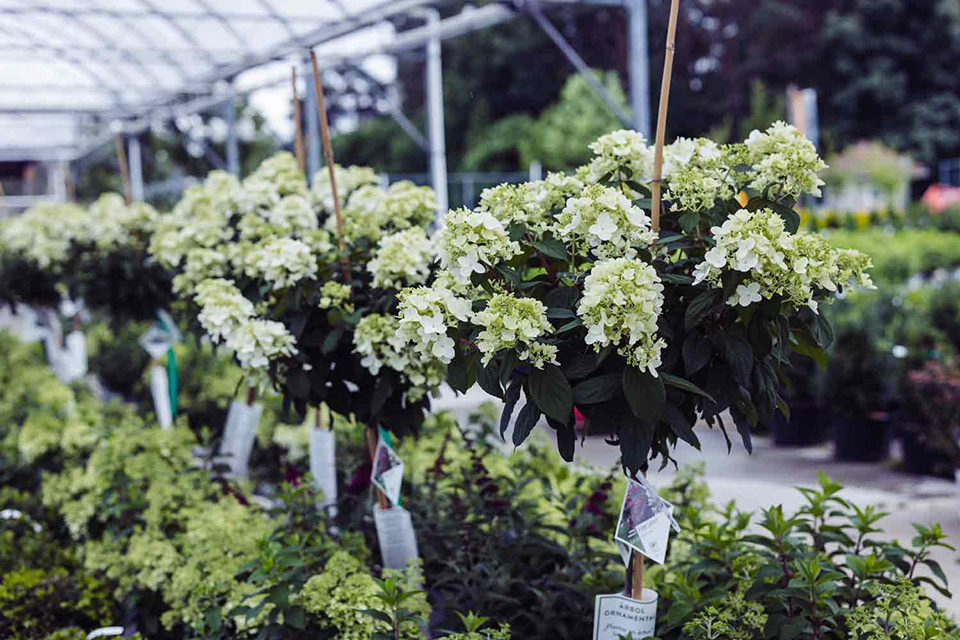 How to deadhead a Hydrangea tree Petitti Garden Centers