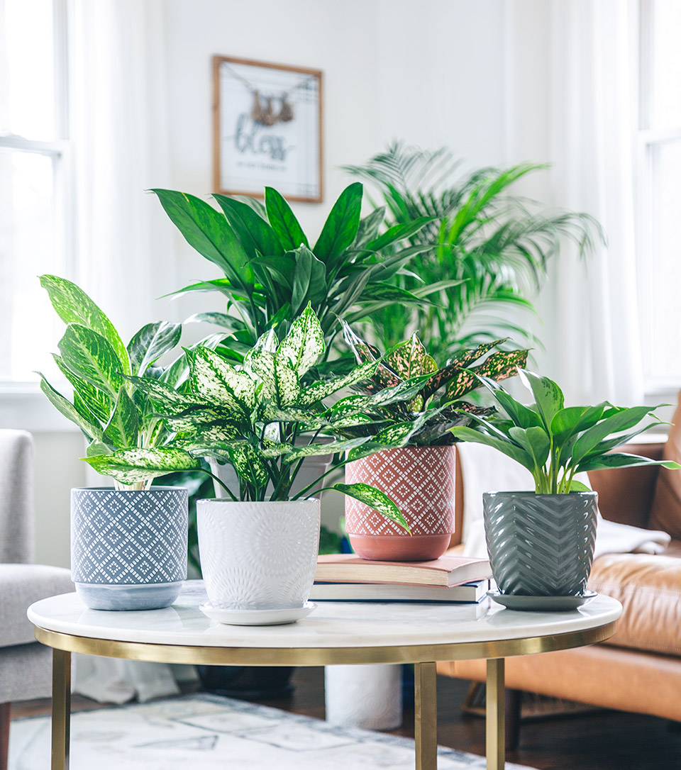 Indoor Houseplants, Succulents | Petitti Garden Centers