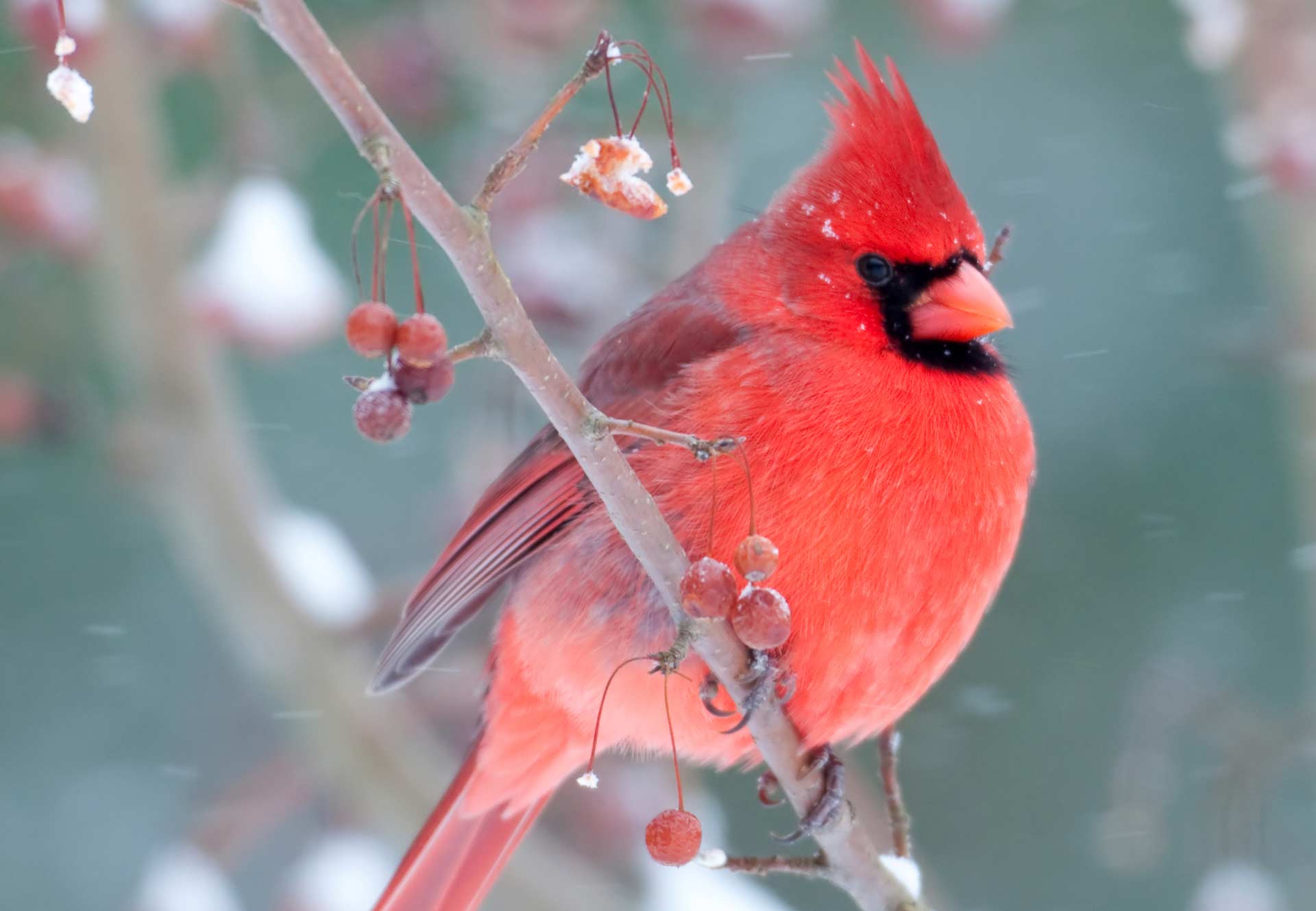 Meet Ohio's Northern Cardinal Petitti Garden Center
