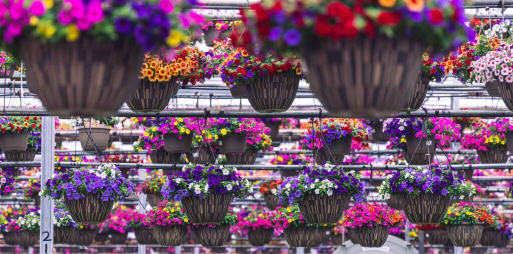 Best Local Garden Center Petitti Garden Centers